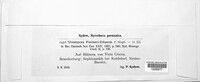 Uromyces fischeri-eduardi image